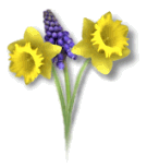 daffodilsngrapehyacinths.gif