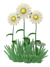 daisies_waving_lg_wht.gif